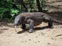 Komodo Dragon